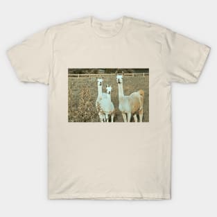 Llama Family 1A T-Shirt